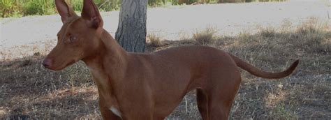 venta de podencos andaluces en madrid|Perros Podencos de segunda mano en Madrid.